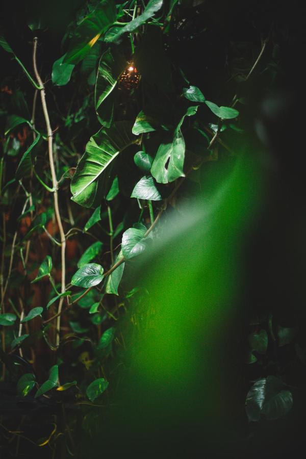 La Tulumena Residence トゥルム エクステリア 写真